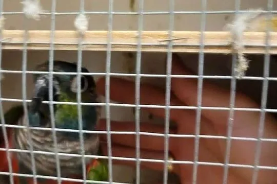 Rudosterka czerwonobrzucha samica legowa, Lubuskie, Otyń