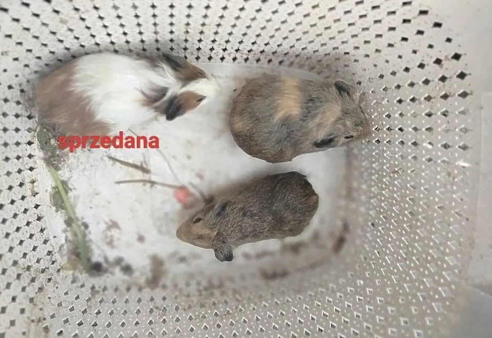 Sprzedam piękne świnki morskie samice i samiczki, Lubelskie, Żółkiewka-Osada