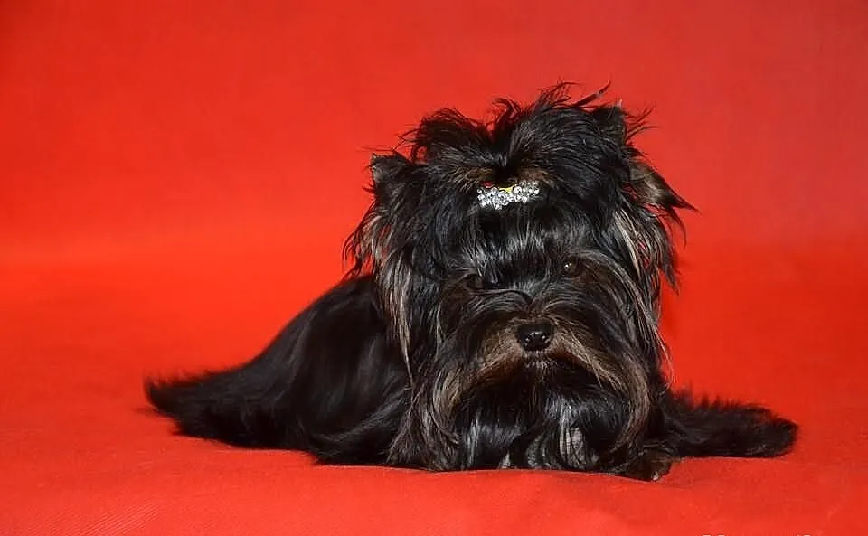 Yorkshire terrier (nie biewer) York Yorki black-Un