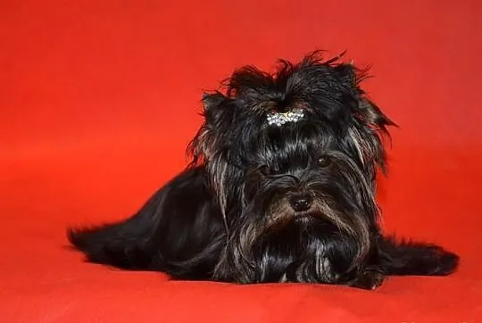 Yorkshire terrier (nie biewer) York Yorki black-Un