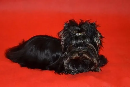 Yorkshire terrier (nie biewer) York Yorki black-Un