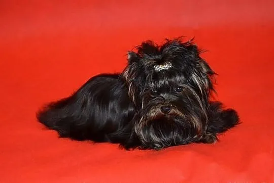 Yorkshire terrier (nie biewer) York Yorki black-Un