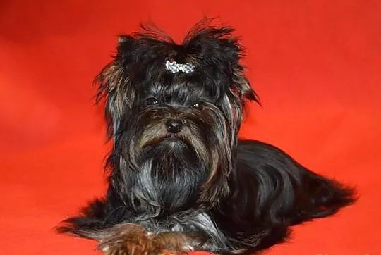 Yorkshire terrier (nie biewer) York Yorki black-Un