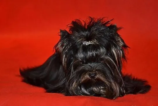 Yorkshire terrier (nie biewer) York Yorki black-Un