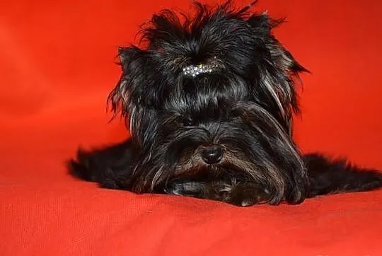 Yorkshire terrier (nie biewer) York Yorki black-Un