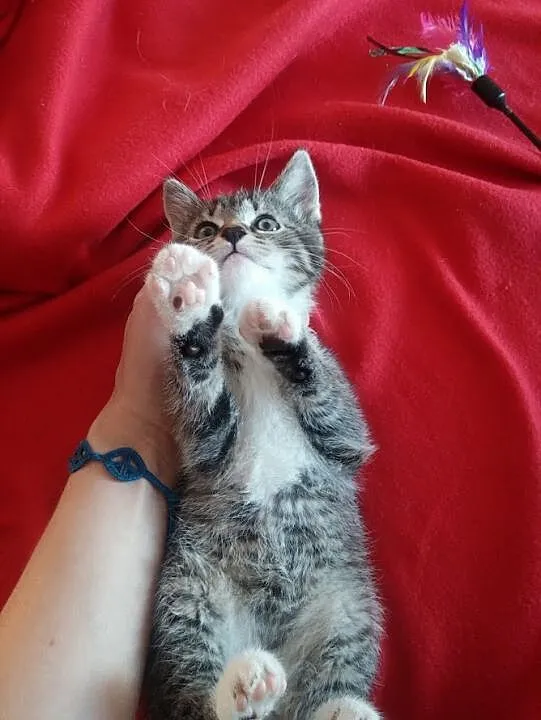 Teodor Jack