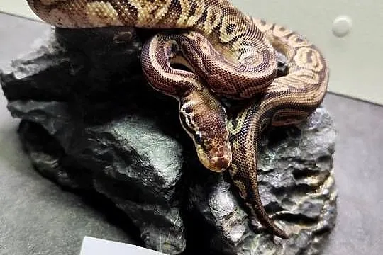 Pytony Królewskie tegoroczne maluchy