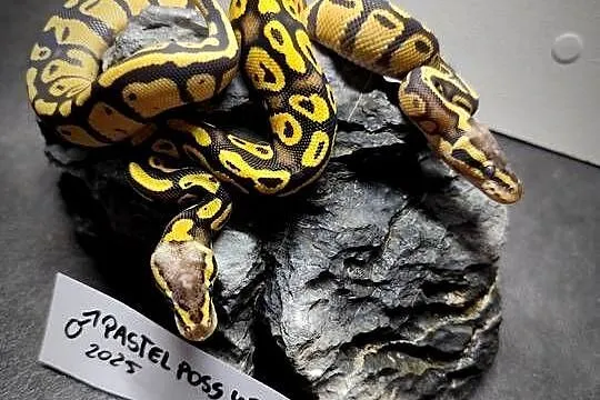 Pytony Królewskie tegoroczne maluchy, Mazowieckie, Pruszków
