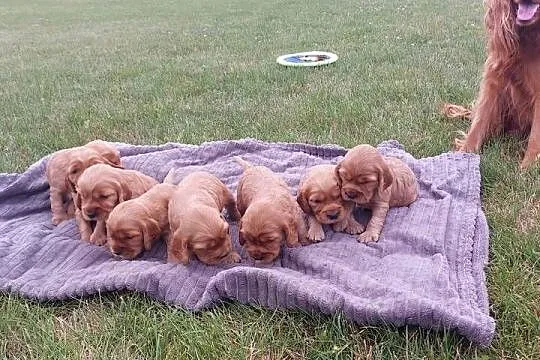 Cocker spaniel angielski