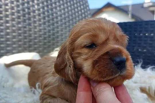 Cocker spaniel angielski, Lubelskie, Moroczyn