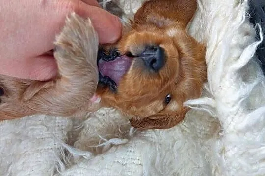 Cocker spaniel angielski, Lubelskie, Moroczyn