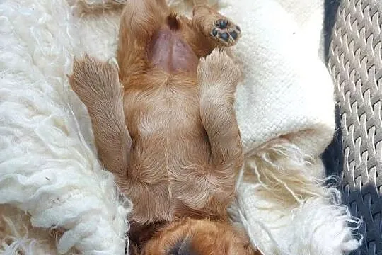 Cocker spaniel angielski, Lubelskie, Moroczyn