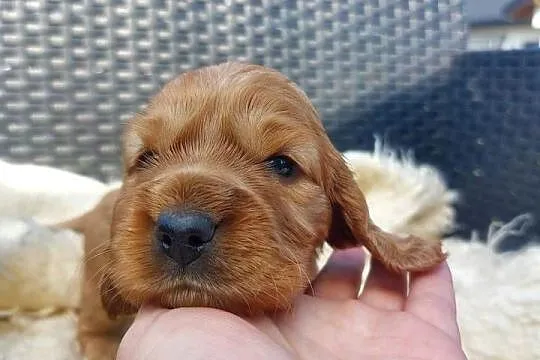 Cocker spaniel angielski, Lubelskie, Moroczyn