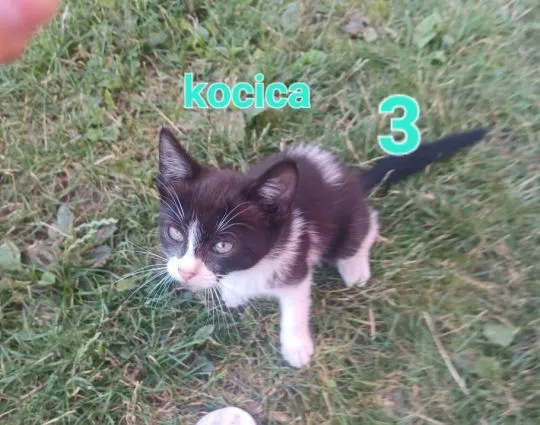 Oddam kotki ze zdjęć w dobre ręce czekają na nowe domy, , Brzeziny  