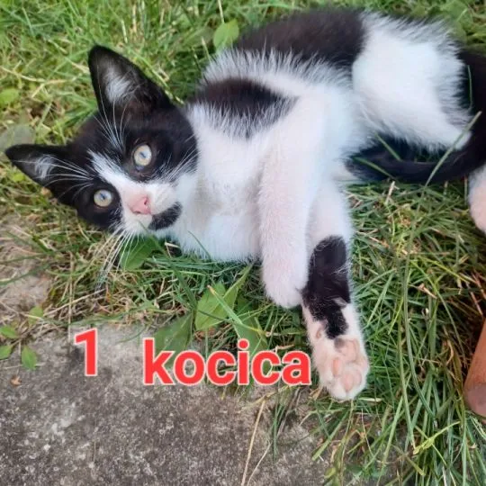Oddam kotki ze zdjęć w dobre ręce czekają na nowe domy, , Brzeziny  