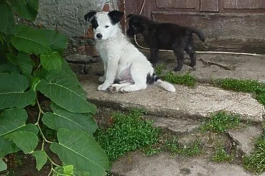 Szczeniak Marvin do adopcji,  kujawsko-pomorskie T