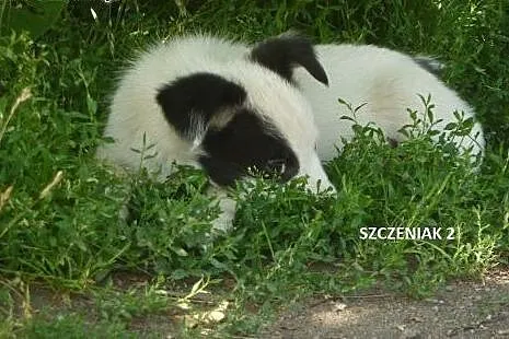 Szczeniak Marvin do adopcji,  kujawsko-pomorskie T