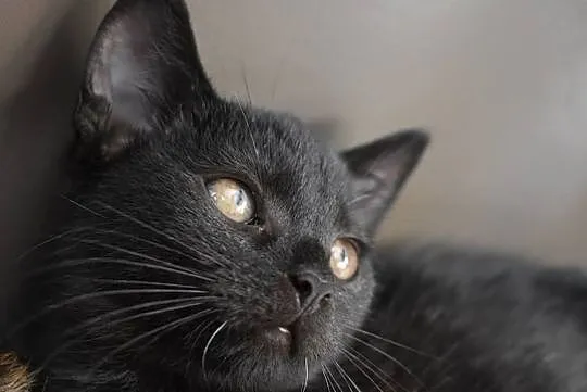 Oskar - taki kochany, zwykły, czarny kot. Czy znaj, Piotrków Trybunalski