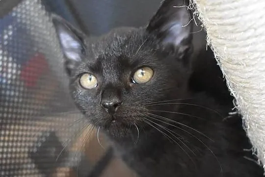 Oskar - taki kochany, zwykły, czarny kot. Czy znaj, Piotrków Trybunalski