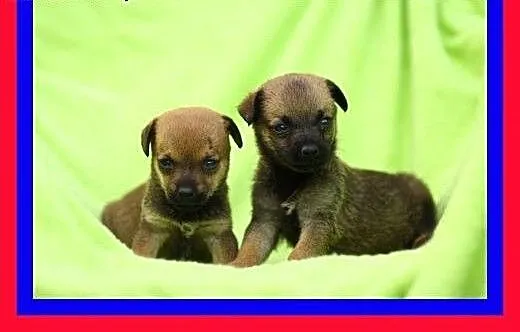 Malutkie,słodkie,pocieszne szczeniaczki szukają do