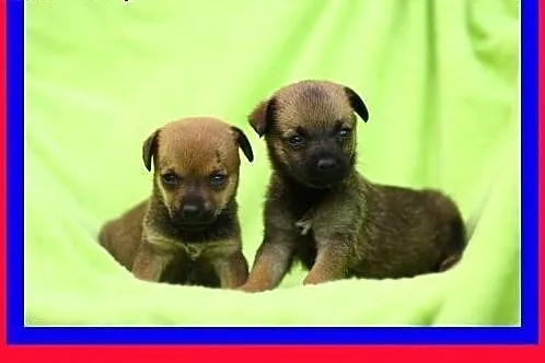 Malutkie,słodkie,pocieszne szczeniaczki szukają do