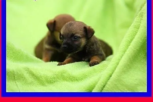 Malutkie,słodkie,pocieszne szczeniaczki szukają do