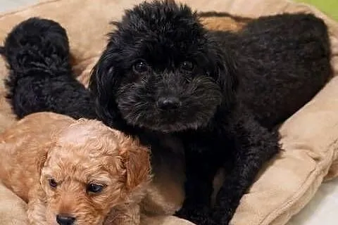 Maltipoo szczeniaki