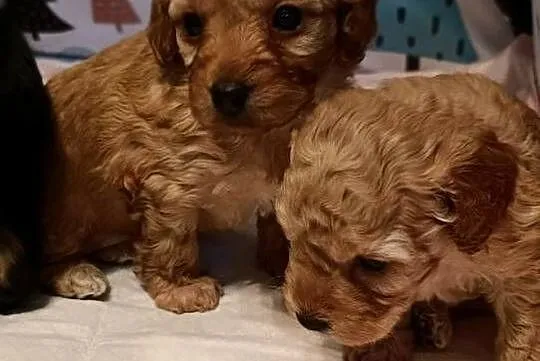 Maltipoo szczeniaki, Opolskie, Krapkowice
