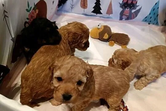 Maltipoo szczeniaki, Opolskie, Krapkowice