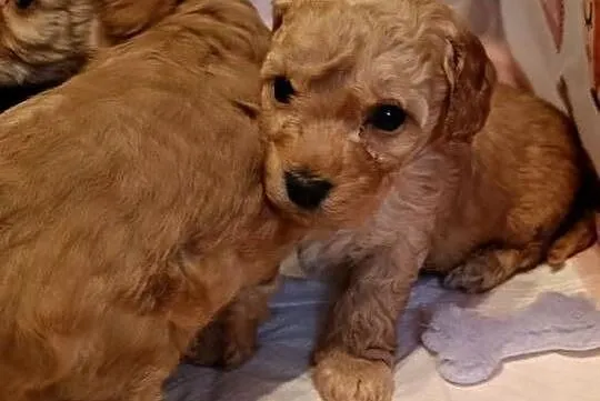 Maltipoo szczeniaki, Opolskie, Krapkowice