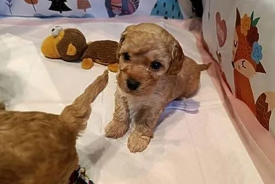 Maltipoo szczeniaki, Opolskie, Krapkowice