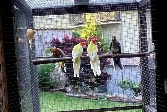 Papugi na sprzedaż, Pomorskie, Kościerzyna