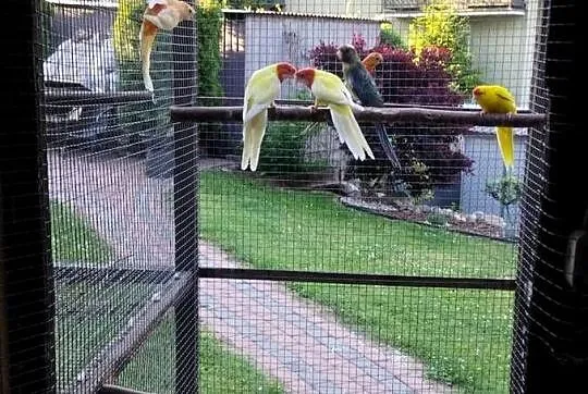 Papugi na sprzedaż, Pomorskie, Kościerzyna