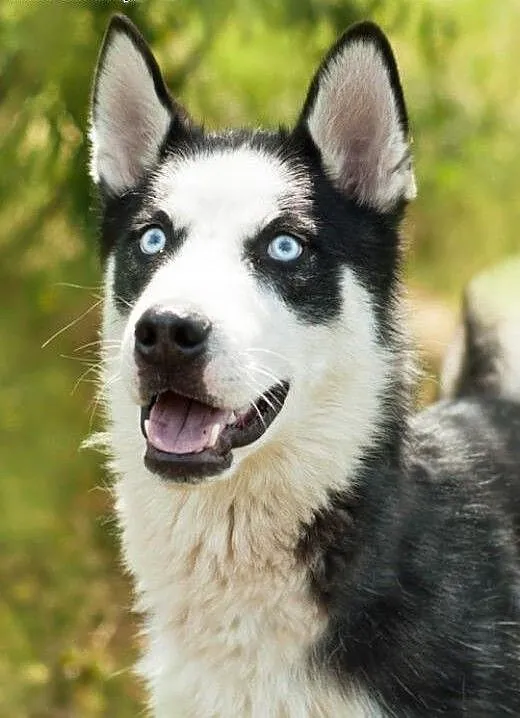 Loth, młody husky szuka domu, śląskie Sosnowiec