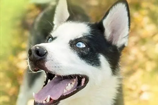 Loth, młody husky szuka domu,  śląskie Sosnowiec