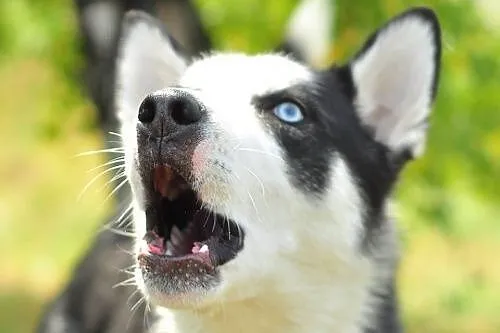 Loth, młody husky szuka domu,  śląskie Sosnowiec