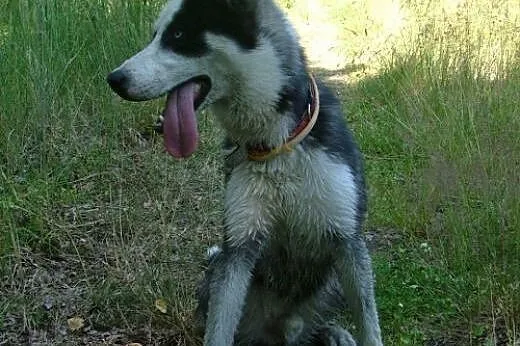 Loth, młody husky szuka domu,  śląskie Sosnowiec