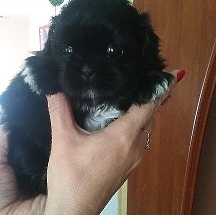Shih Tzu. Jedyna w miocie ! Czarna suczka, okazja