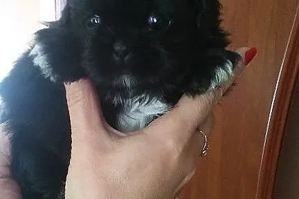Shih Tzu. Jedyna w miocie ! Czarna suczka, okazja 