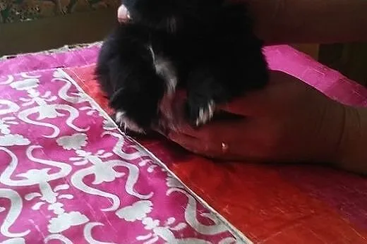 Shih Tzu. Jedyna w miocie ! Czarna suczka, okazja 
