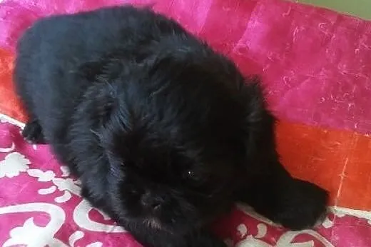 Shih Tzu. Jedyna w miocie ! Czarna suczka, okazja 