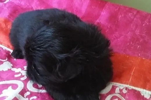 Shih Tzu. Jedyna w miocie ! Czarna suczka, okazja 