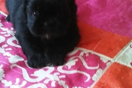 Shih Tzu. Jedyna w miocie ! Czarna suczka, okazja 