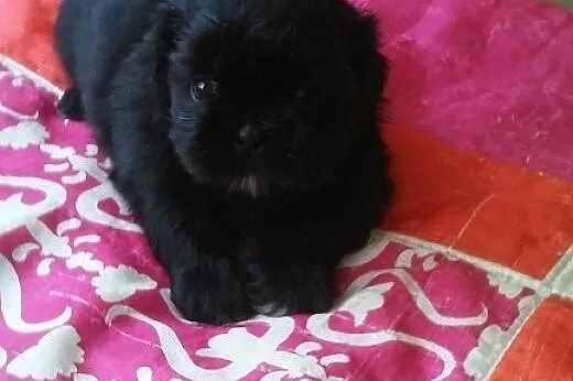 Shih Tzu. Jedyna w miocie ! Czarna suczka, okazja 