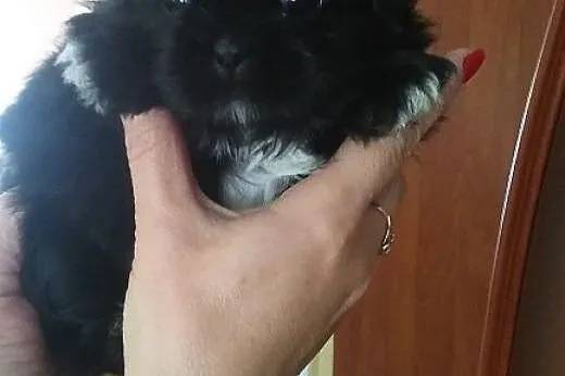 Shih Tzu. Jedyna w miocie ! Czarna suczka, okazja 