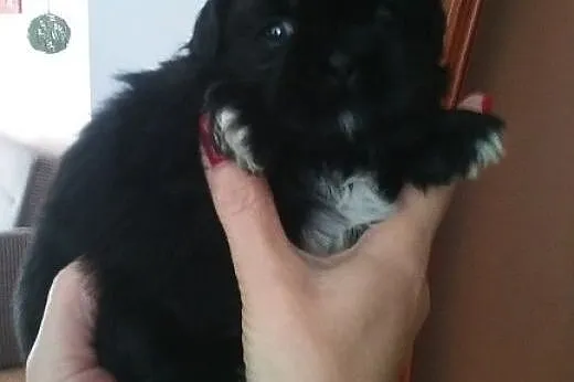 Shih Tzu. Jedyna w miocie ! Czarna suczka, okazja 