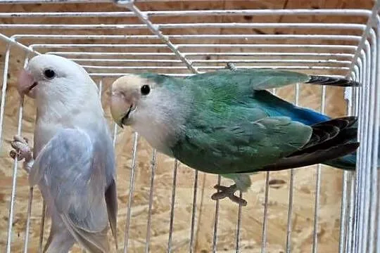 Parka Nierozłączki Czerwonoczelnej