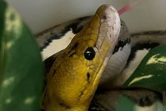 Samiec siaty Pied tiger het albino