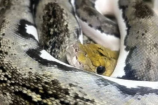 Samiec siaty Pied tiger het albino, Śląskie, Jaworzno