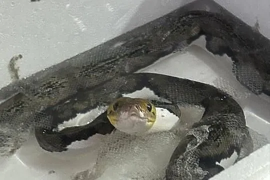 Samiec siaty Pied tiger het albino, Śląskie, Jaworzno